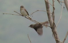 Asian Brown Flycatcher.jpg