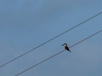 Ringed Kingfisher - P1290859 - 23-02-2012 - Coba, Yucatan, Mexico.jpg