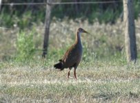 Low Chaco Giant Wood Rail 1.jpg