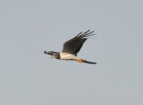 Low Chaco Long Winged Harrier 1.jpg