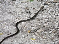 Unidentified Snake - P1290894 - 23-02-2012 - Coba, Yucatan, Mexico.jpg