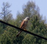 May 1 Eurasian Kestrel.JPG