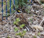 May 10 Yellow-browed Bunting.JPG