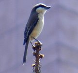 May 11c Shrike 2.JPG