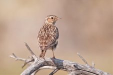 Woodlark 1.jpg