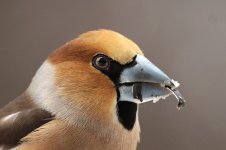 Hawfinch gar 5.jpg