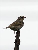 Olive-Backed-Pipit-XL.jpg