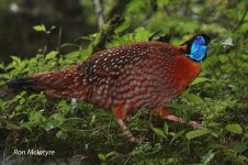 tragopan_edited-2.jpg