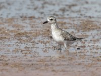 612_06913_PLOVER.jpg