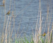 Yellow-breasted Buntings.jpg