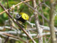 Black-throated Green Warbler - P1300679 - 12-05-2012 - Pipeline Road, HRM, Nova Scotia.jpg