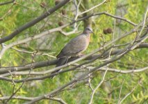 Spotted Dove.jpg