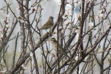 Yellow-browed Bunting.jpg