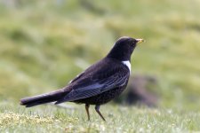 Ring Ouzel.jpg