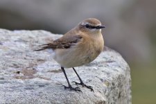 Wheatear.jpg