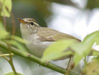 Warbler-1-XL.jpg