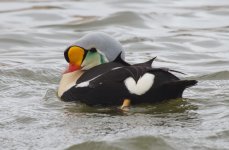 King eider5.jpg