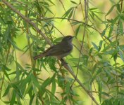 Arctic Warbler.jpg