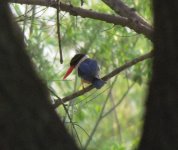 Black-capped Kingfisher.jpg