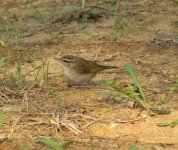 Pale-legged Leaf Warbler.jpg