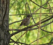 White-throated Rockthrush female.jpg