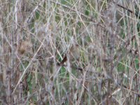 Grasshopper Warbler Coney Meadow.jpg