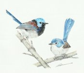 lovely_fairywren_1_800.jpg