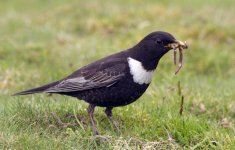 Ring Ouzel (M)_ N.W.jpg