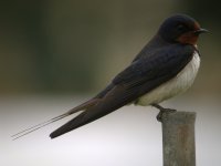 DSCN9773 Barn Swallow bf.jpg