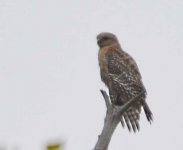 Red-Shouldered-Hawk-1.jpg