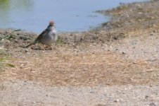 Chipping sparrow - DSC_1692.jpg