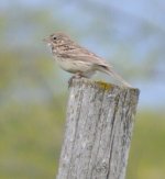 Vesper Sparrow - DSC_0140 2.jpg