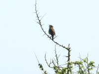 whitethroat1.jpg