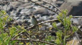 whitethroat2.jpg