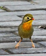 red billed leiothrix (leiothrix lutea) 2.jpg