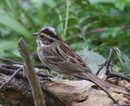 yellow browed bunting-1.jpg