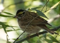 yellow browed bunting.jpg