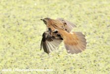 Pallas's Grasshopper Warbler 2.jpg