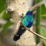 violetear_400.jpg