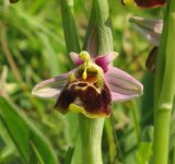 Late Spider with pollinium hanging loose.jpg