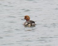 Eurasian Wigeon.jpg