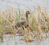 Greater White-fronted Goose.jpg