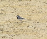 White Wagtail ocularis.jpg