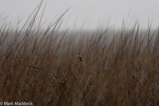 11006_Japanese Reed Bunting_00.jpg