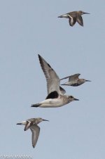 11015_Waders in flight.jpg