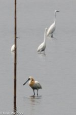 11035_Black-faced Spoonbill_01.jpg