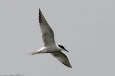 11037_Common Tern_longipennis.jpg