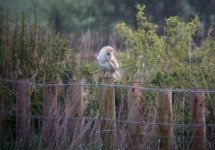 barn owl 2.JPG