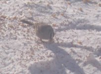 White Crowned Sparrow.JPG