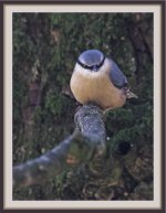 NuthatchF2.jpg